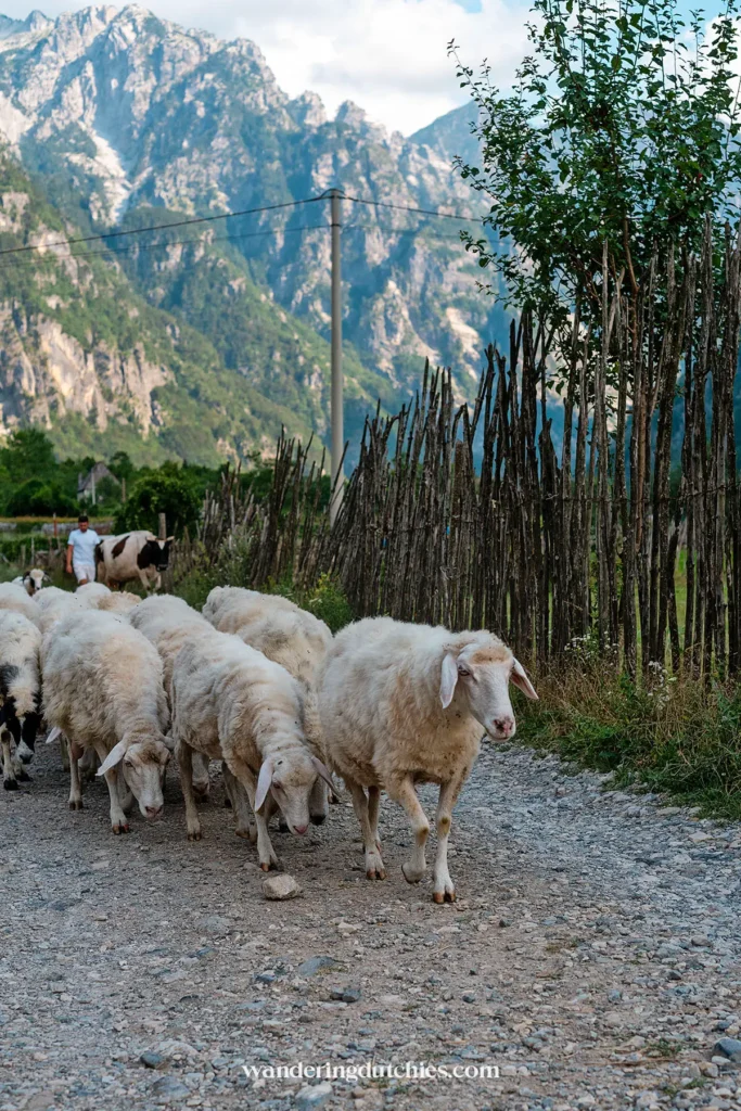 Een kudde schapen loopt over een landelijk pad in Theth, met op de achtergrond de indrukwekkende Albanese Alpen.