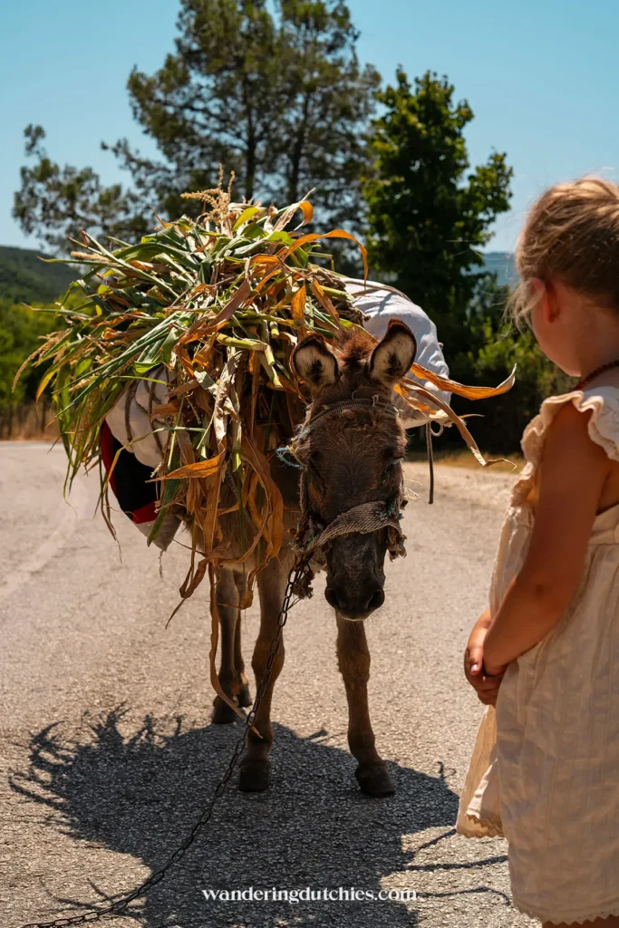 A donkey carrying a load of hay, with a little girl watching curiously.