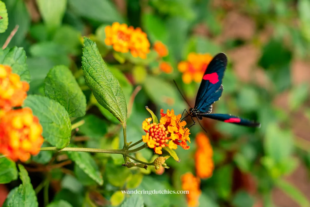 Blauwe vlinder met rode vlekken op een oranje bloem in Botanisk Have in Kopenhagen.
