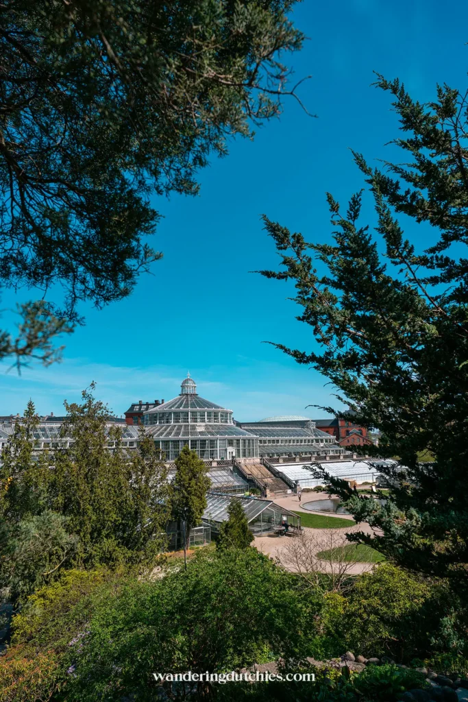 De grote glazen serre van Botanisk Have, gefotografeerd door boomtakken.