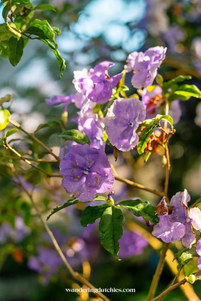 Close-up van paarse bloemen met waterdruppels in Botanisk Have.