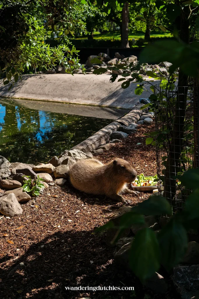 Capibara bij de kinderboerderij Daalhoeve in Maastricht, Limburg