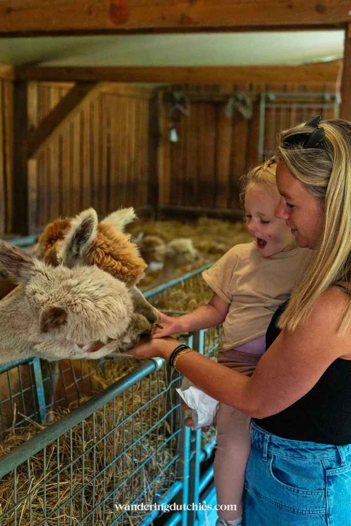 Moeder en kind voeren een alpaca bij kinderboerderij Daalhoeve in Zuid-Limburg