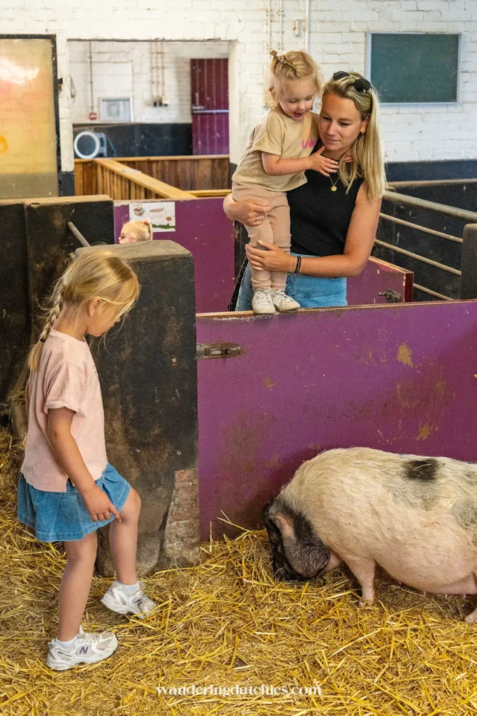 Kinderen bekijken varken in de stal van kinderboerderij Daalhoeve, een gezinsuitje in Limburg