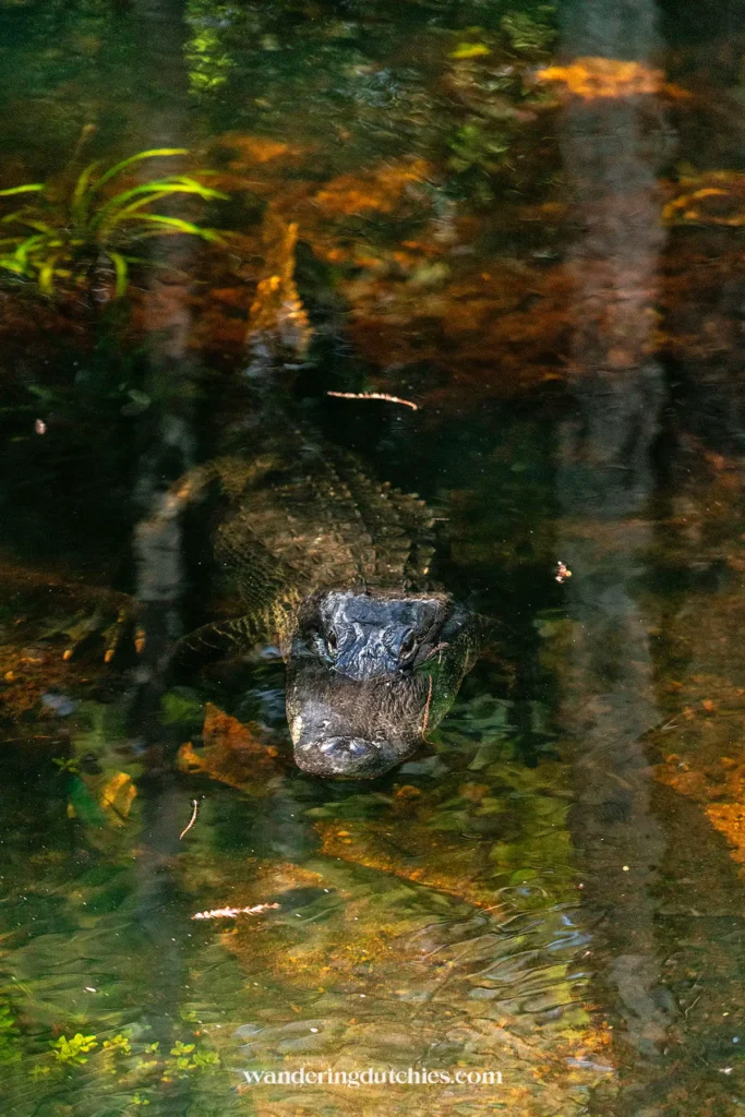 Alligator in het water langs de Loop Road Scenic Drive in de Everglades, Florida