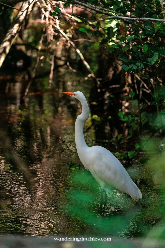 Witte reiger in de moerassen van de Everglades langs de Loop Road Scenic Drive, Florida