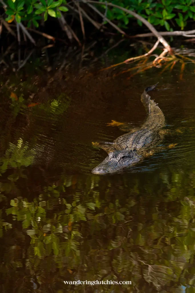 Alligator zwemt door het moeras tijdens een airboat tour in de Everglades, Florida