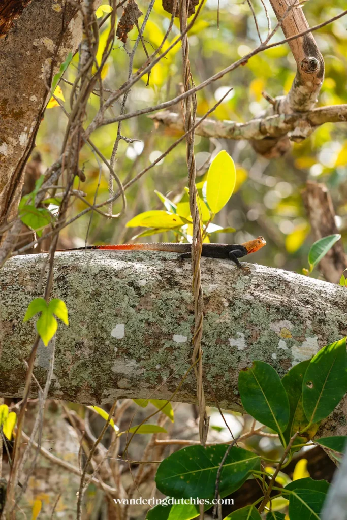 Gekleurde hagedis op boomtak in de Everglades, Florida