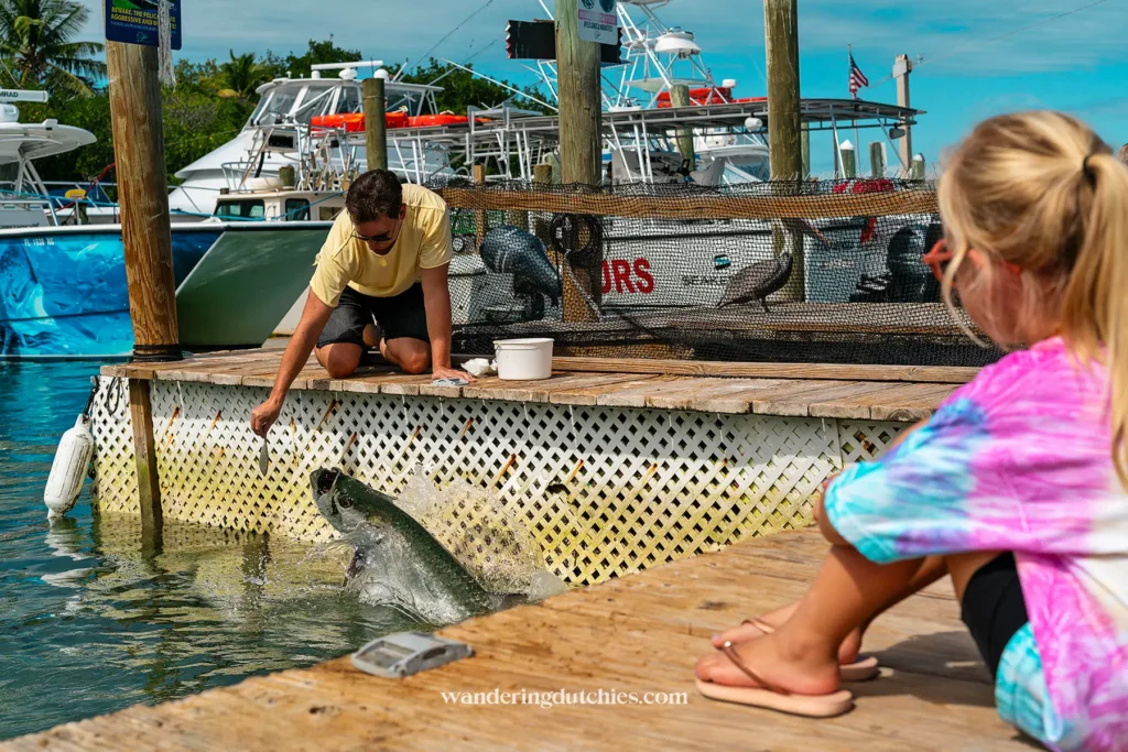 Man voert een grote tarpon vanaf de steiger terwijl een meisje toekijkt bij Robbie’s Marina in de Florida Keys