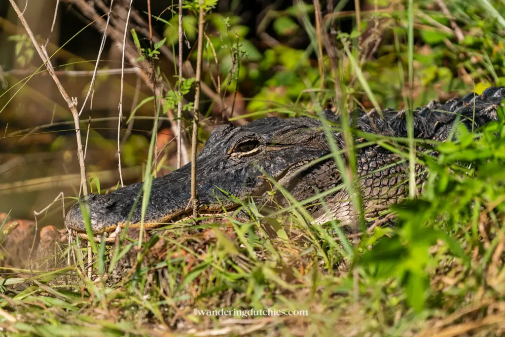 Alligator tussen het gras in Everglades Florida, populair om te spotten tijdens een bezoek aan het nationale park met kinderen