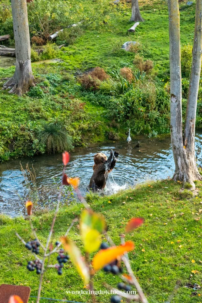 Bruine beer vangt vis in het water in Pairi Daiza, een van de populairste dierentuinen in België voor gezinnen met kinderen.