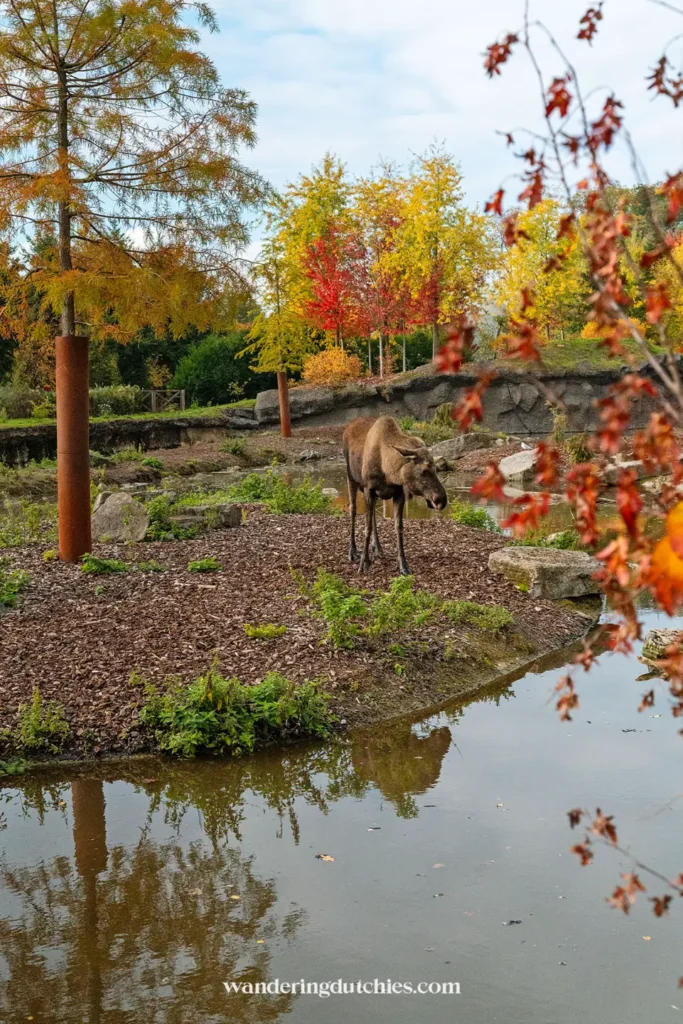 Eland wandelt door het herfstlandschap in Pairi Daiza, een prachtige dierentuin in België om te bezoeken.