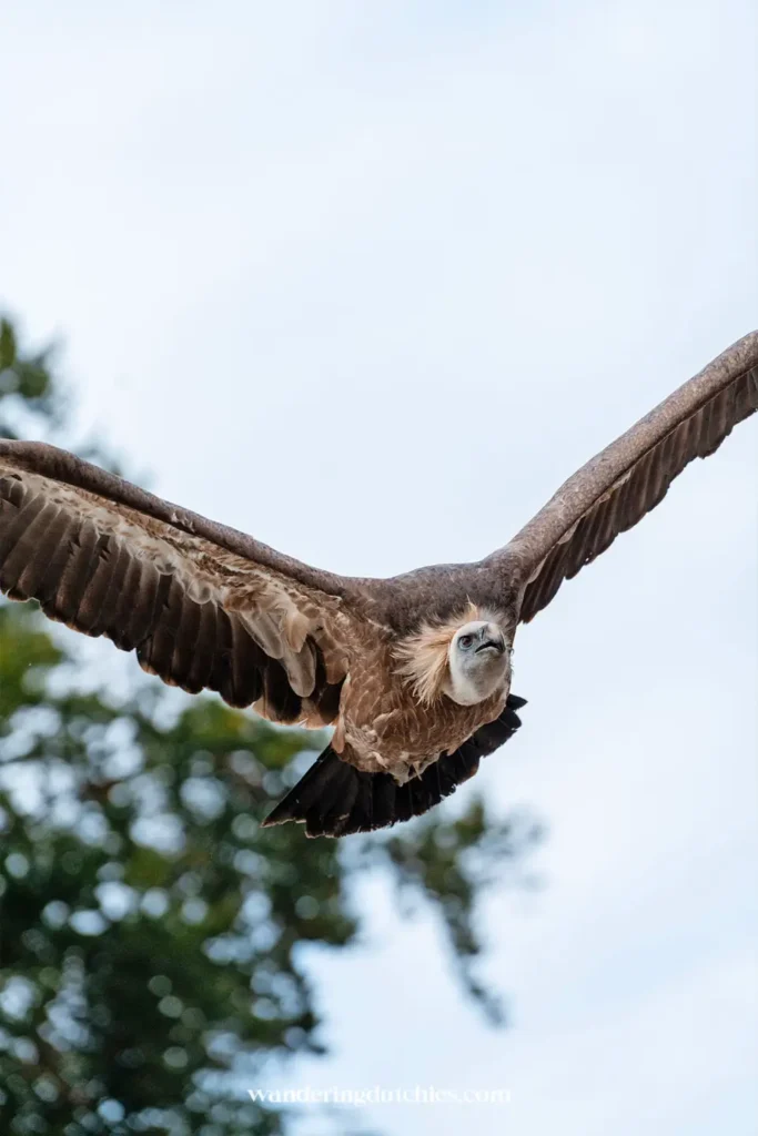 Gier vliegt tijdens de indrukwekkende vogelshow in Pairi Daiza, een van de hoogtepunten van een bezoek met kinderen.