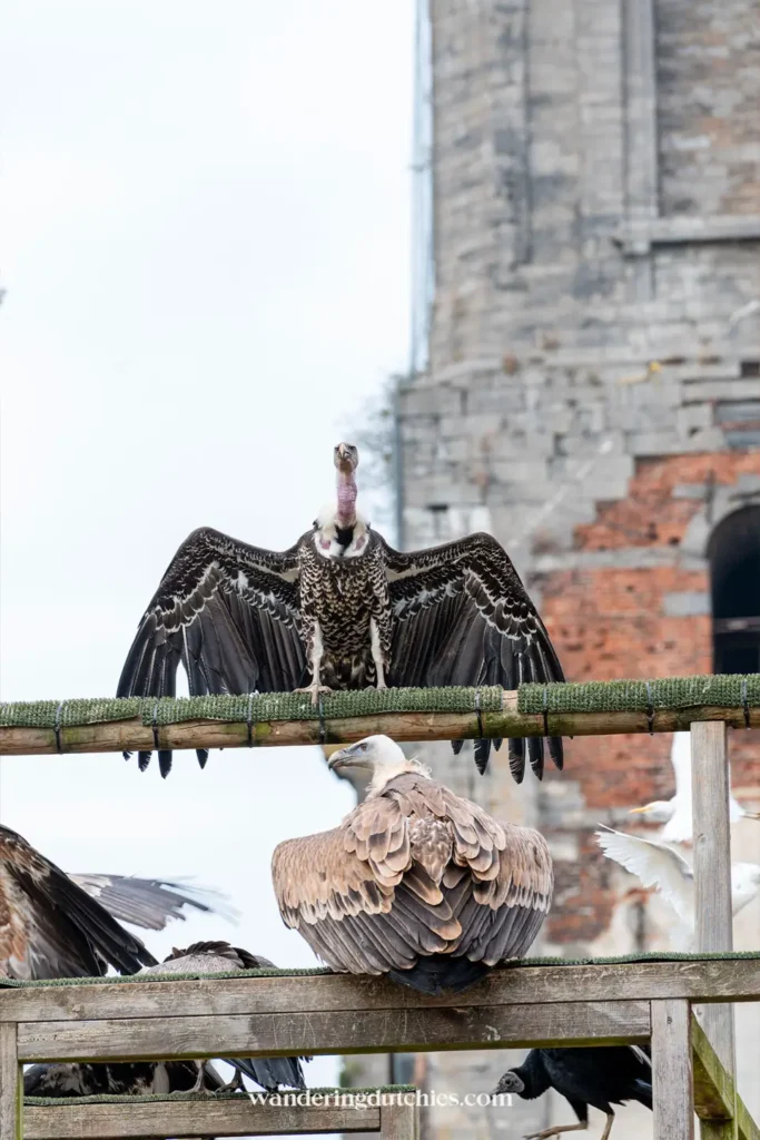 Gieren in Pairi Daiza met historische achtergrond
