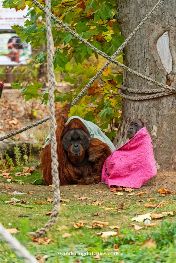 Orang-oetans onder dekens in Pairi Daiza tijdens herfst