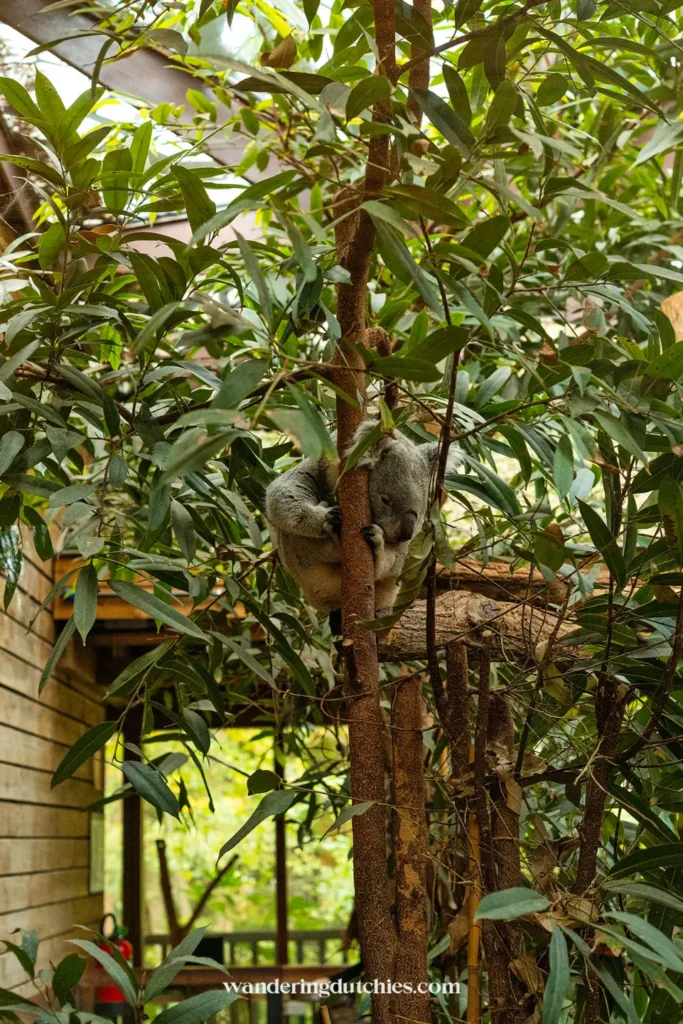 Koala slapend tussen de eucalyptusbladeren in Pairi Daiza
