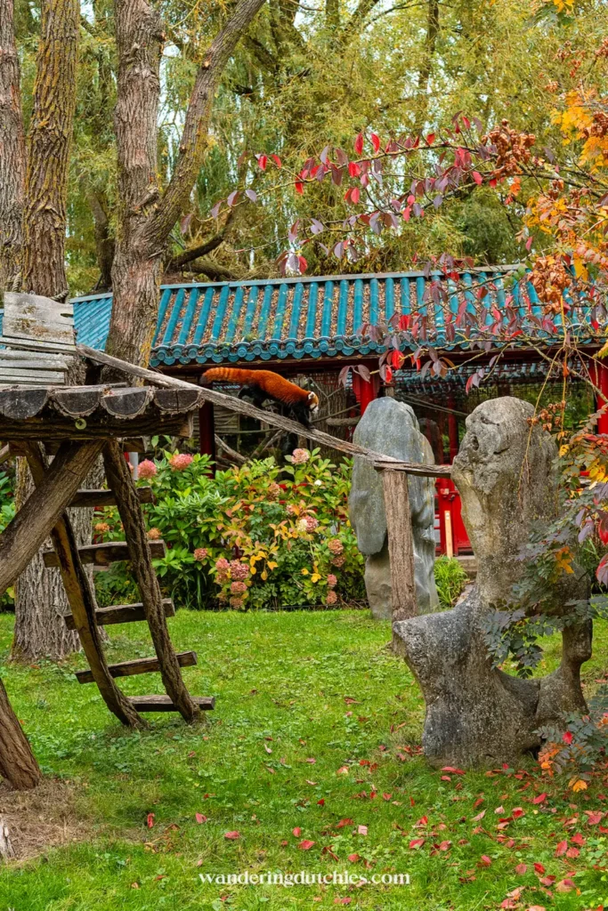 Rode panda op een houten brug in de Chinese tuin van Pairi Daiza