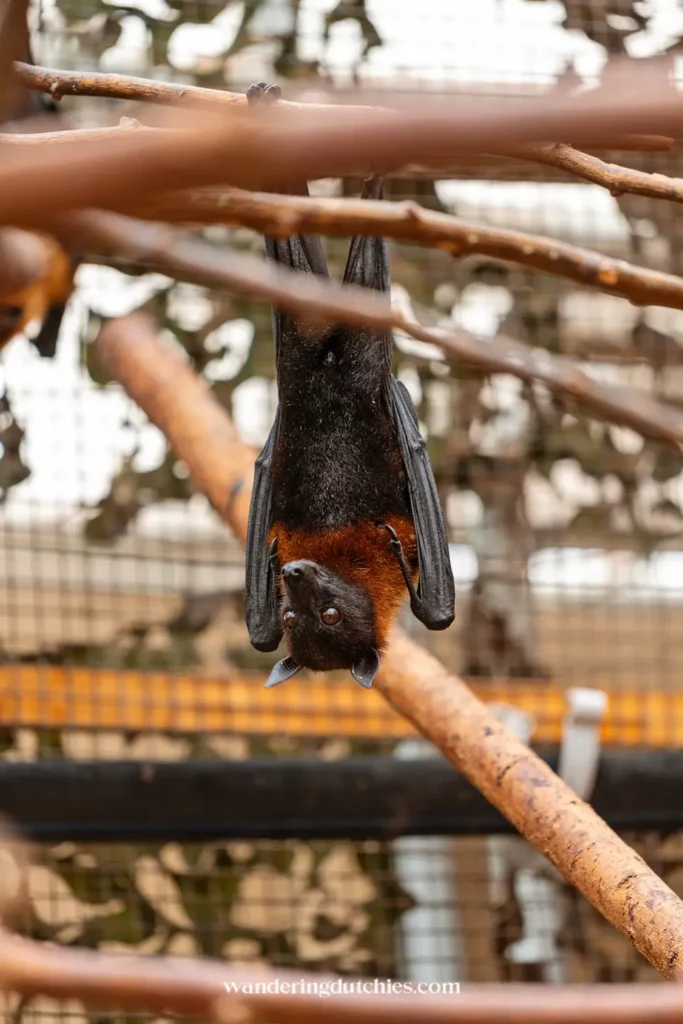 Vleermuis hangt ondersteboven in zijn verblijf in Pairi Daiza