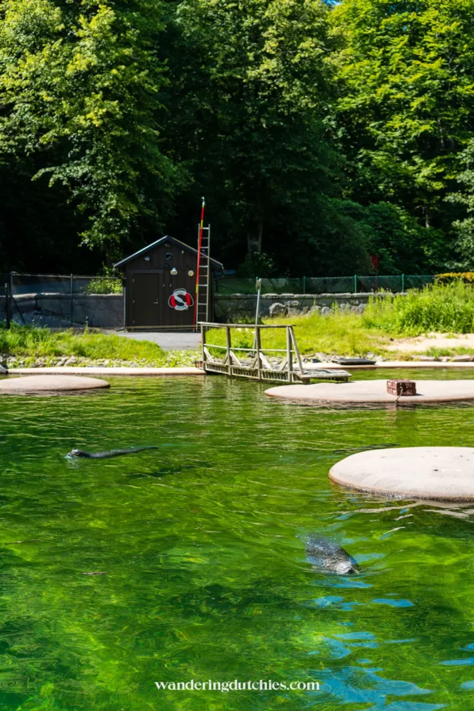 Zeehonden zwemmen in het groene water bij de vijver van Slottsskogen in Göteborg.