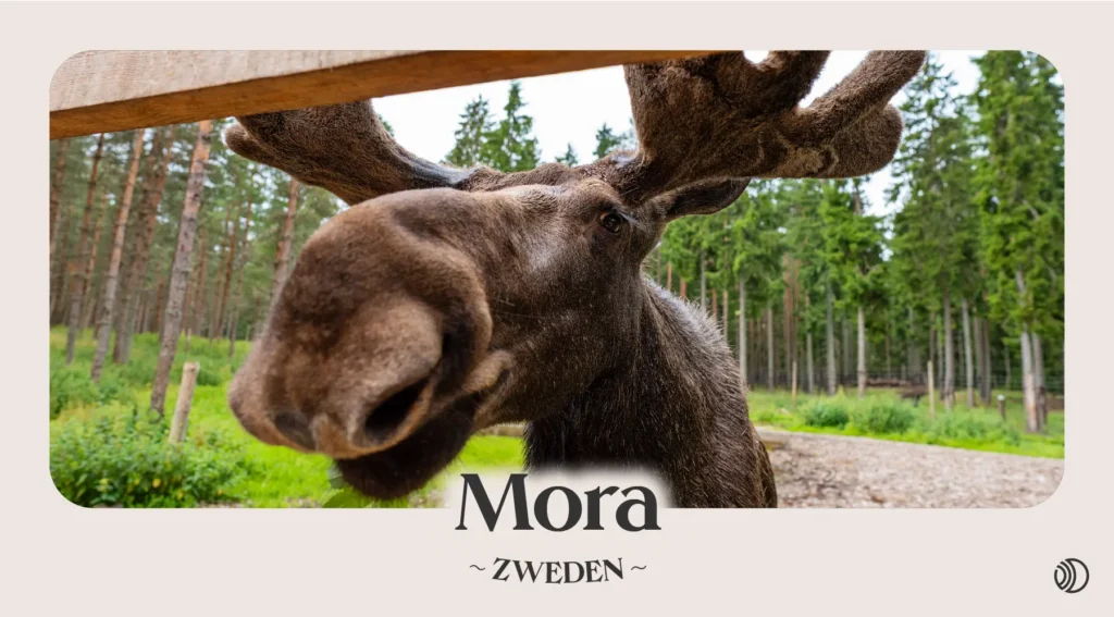 Close-up van een eland op weg naar Mora met bos op de achtergrond