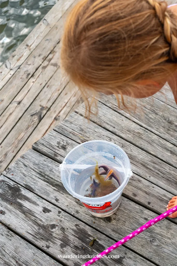 Kind kijkt naar zeester in emmer met zeewater op houten steiger in Zweden