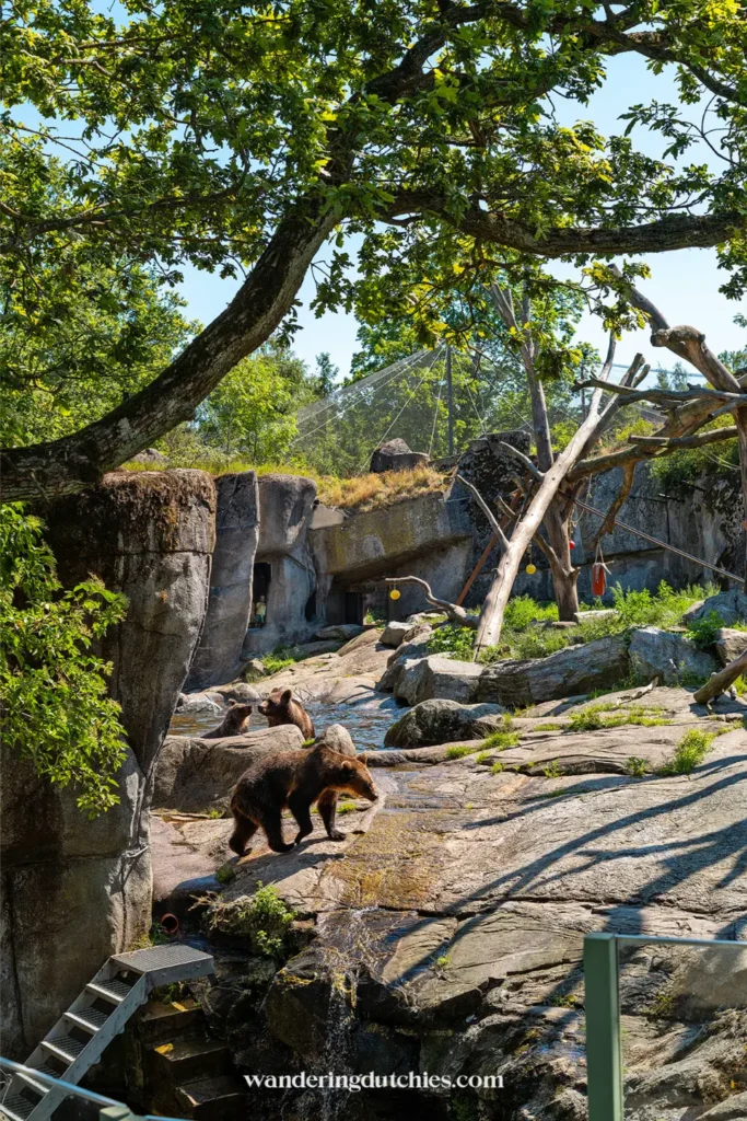 Bruine beren in dierenverblijf in Skansen Stockholm