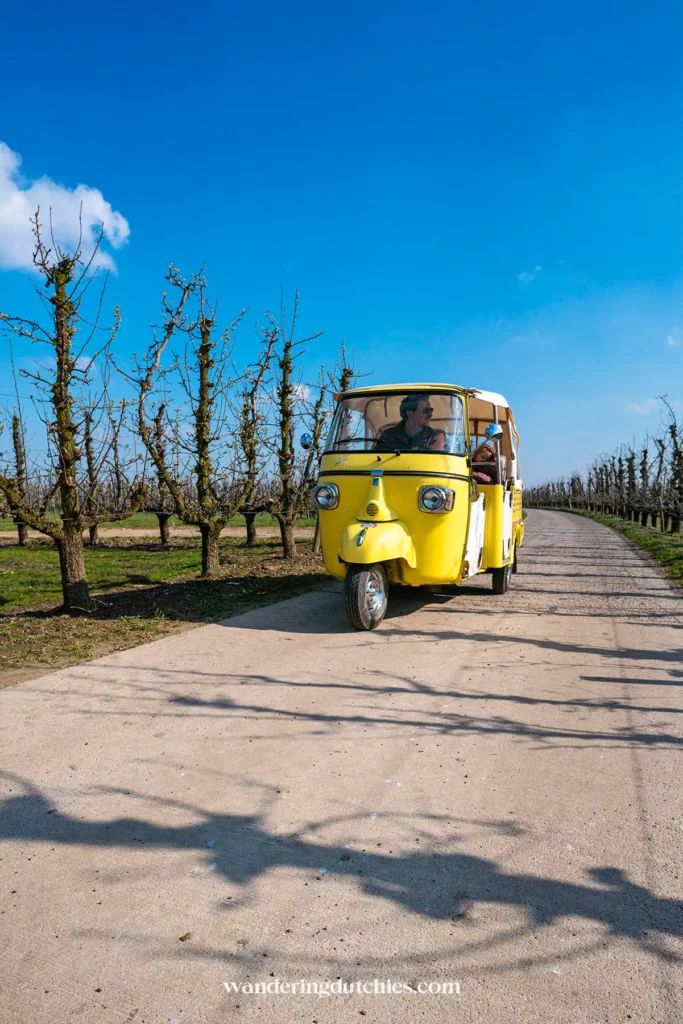 Gele Ape Calessino tijdens de Bambinotour door fruitboomgaarden in Tongeren-Borgloon in Belgisch Limburg.