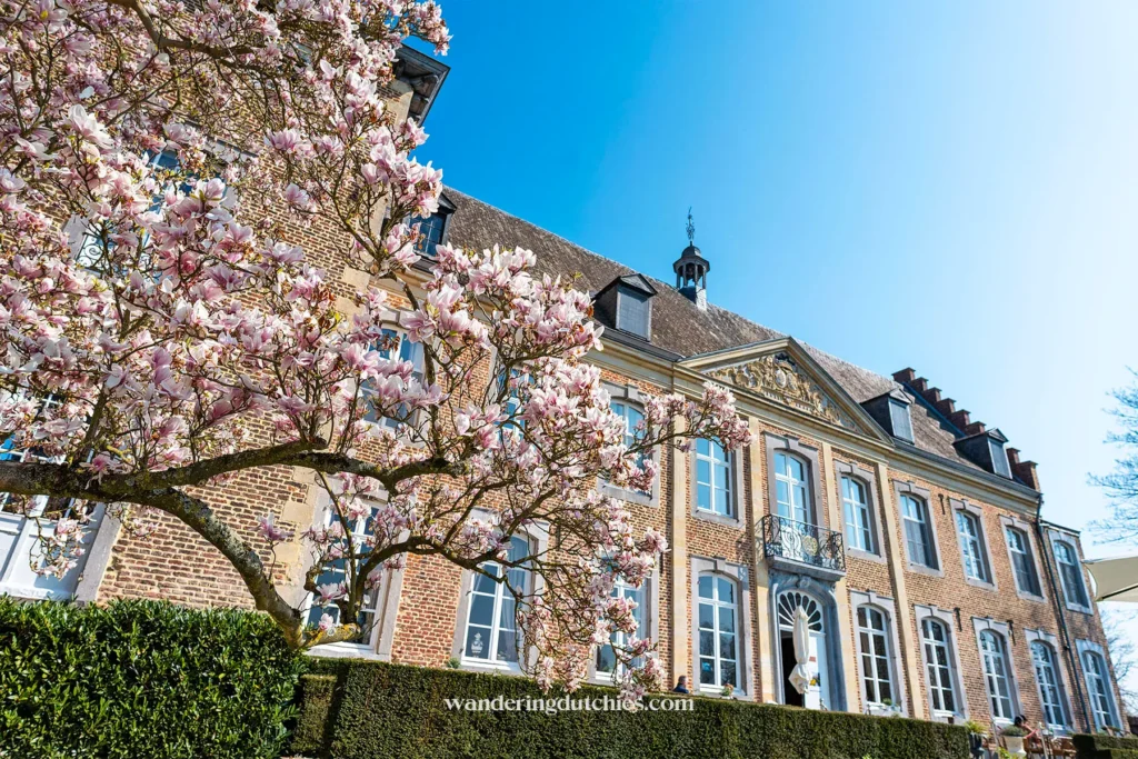 Bloesemboom voor historisch gebouw in Borgloon.