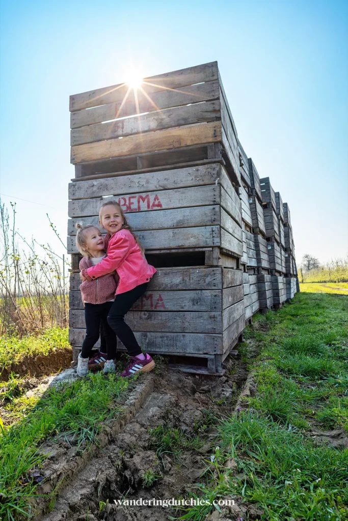 Kinderen spelen bij houten fruitkisten in boomgaard in Borgloon.