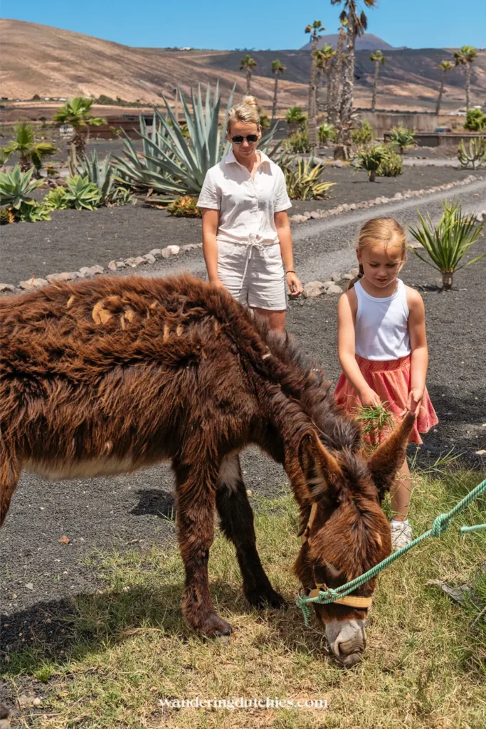 Kind voert ezel tijdens bezoek op Lanzarote.