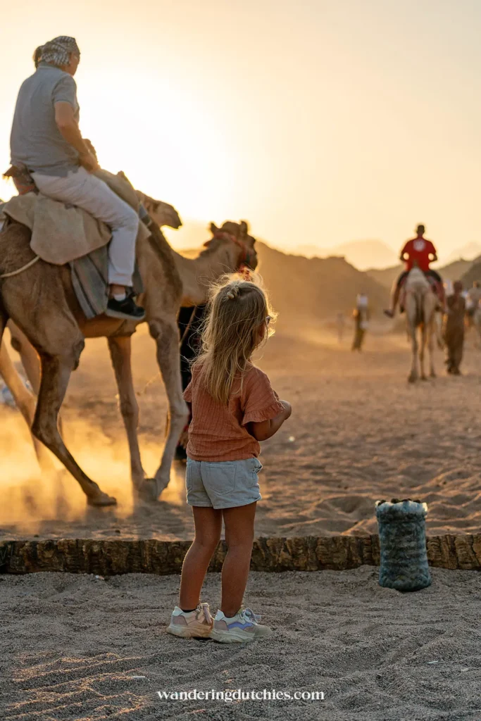 Kind kijkt naar kamelen tijdens zonsondergang in de woestijn.