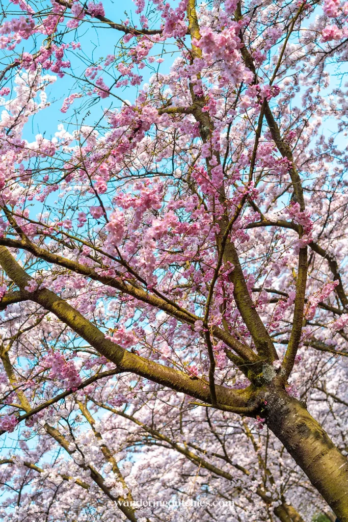 Pink cherry blossoms in Cherry Blossom Park at Amsterdamse Bos