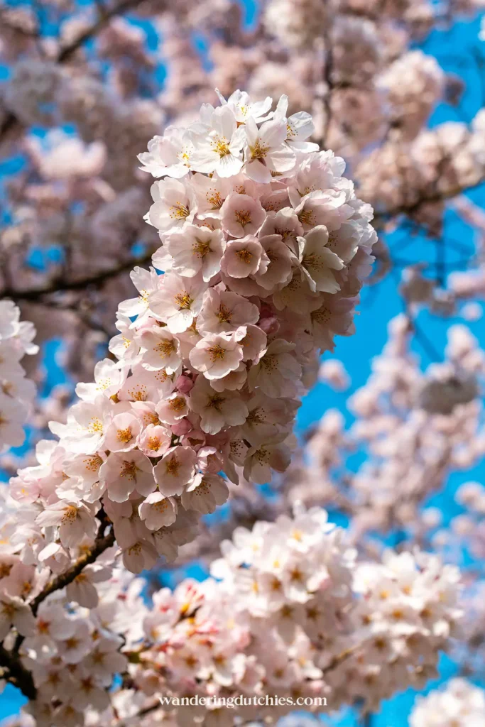 Close-up of cherry blossoms in bloom near Amsterdam